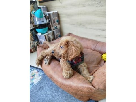 2.5 aylık dişi toy poodle