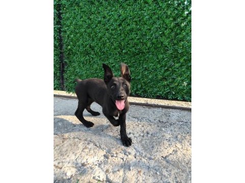 A+ kalite belçika malinois yavrular