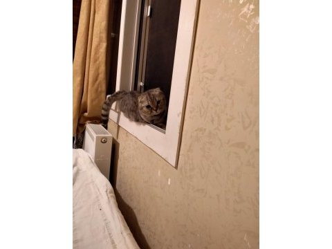 Dünyalar tatlısı ponçiğim scottish fold