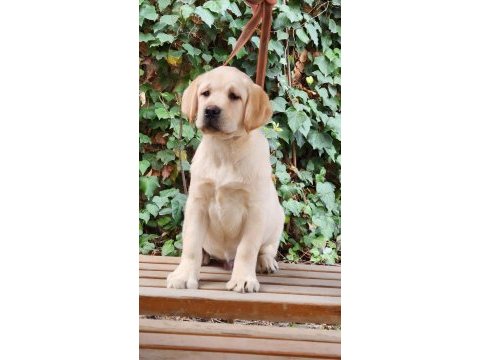 Safkan secereli labrador yavruları