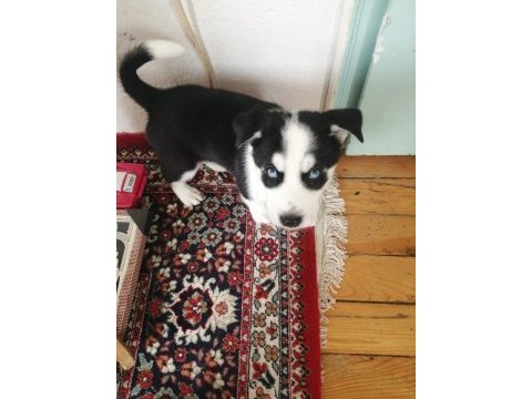 Husky sibirya kurdu