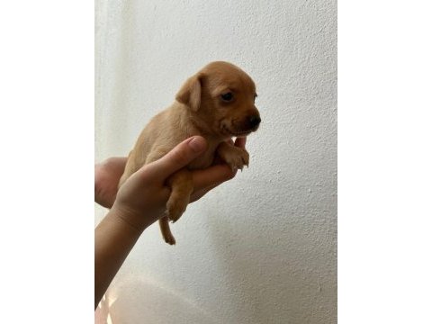 Minyatür pinscher safkan