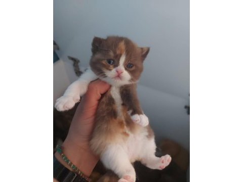 Dişi chocolate calico british shorthair