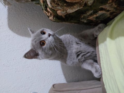 Sahiplendirme british shorthair