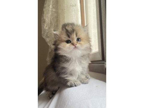 Blh ny25 british longhair bebeğimiz yeni ailesini bekliyor