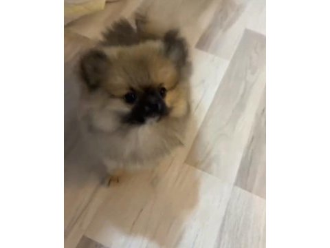 Pomeranıan boo yavrumuz