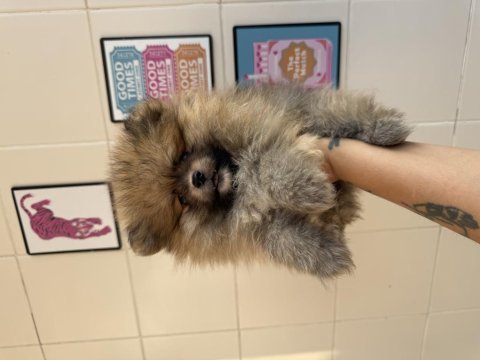 Uygun turuncu pomeranian ayı surat