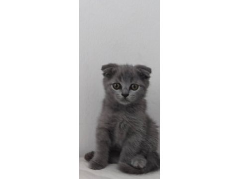 British shorthair sevdiğinize bir can verin