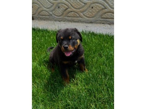Rottweiler sağlık garantili bebekler