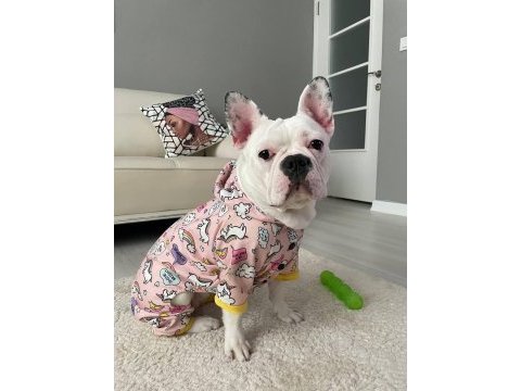 Eğitimli french bulldog