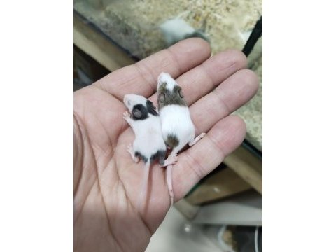 Panda mice