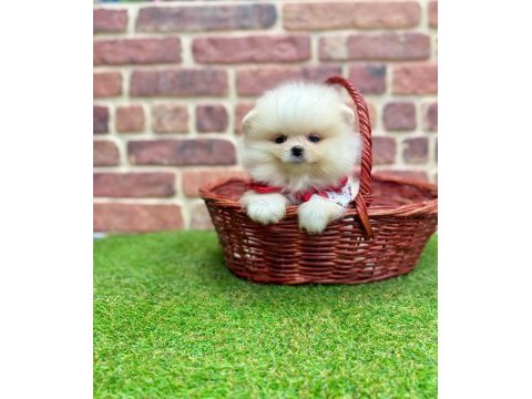 Mersinden pomeranian boo köpeğimiz