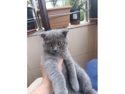 3 aylık erkek yavrular