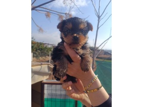 (yorki) yorkshire
