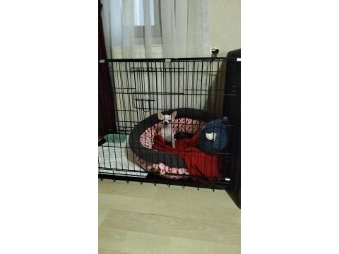 7 aylık akıllı uysal safkan elma kafa küt burun şivava
