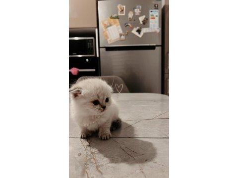 Minnoş scottish fold bebeklerimiz
