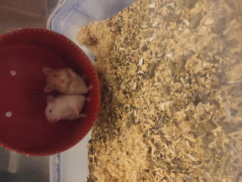 Tatlış yavru hamster yavrucaklar