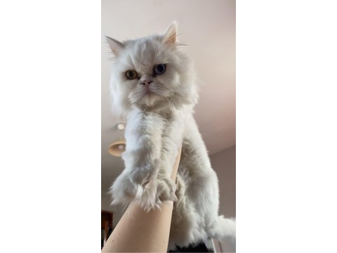 Acil beyaz british longhair erkek odd eyes mavi yeşil göz