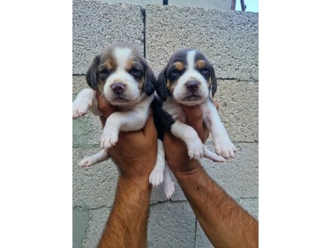 Çiftlikten beagle yavrular
