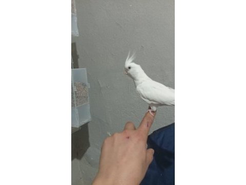 Sultan papağanı ele alışkın yavrular