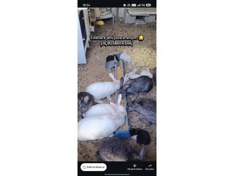 Albino kırmızı göz tavşanlar mevcut