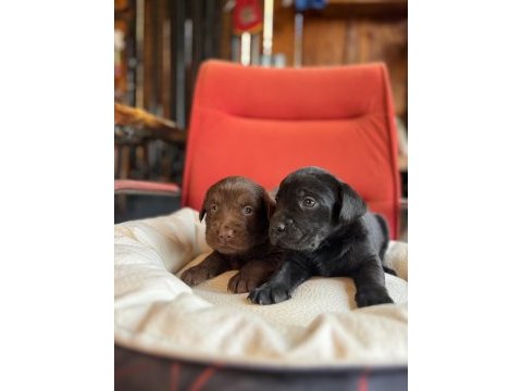 Asil rehber köpek labrador