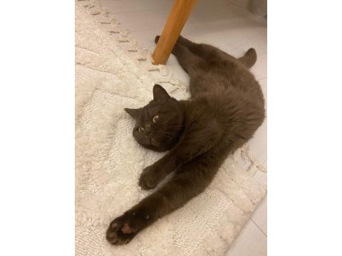 British shorthair kedisi 11 aylık