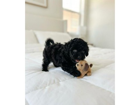 Ev ortamından siyah toy poodle yavrular