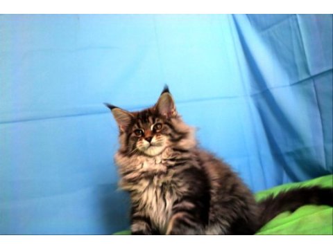 İlloai ve arthur eşleşmesinin en iri yavrusu maine coon
