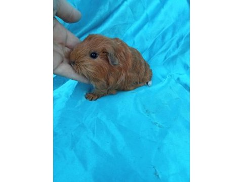 Sheltie ginepig yavrularımızı görmeden karar vermeyin