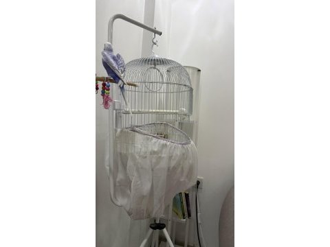 9 aylık dişi muhabbet kuşu