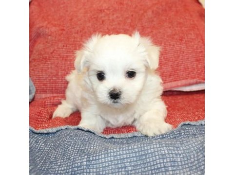 Beyaz maltipoo bebeğimiz uygun