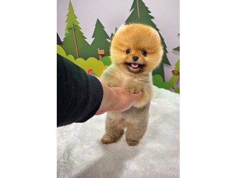 Orange dark ayı surat pomeranian boo 2 aylık erkek yavru