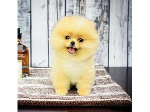 Pomeranian boo
