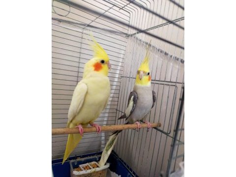 Ele alışık sultan papağanı