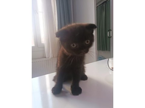 Scottish fold yavrumuz yeni sahibini bekliyor