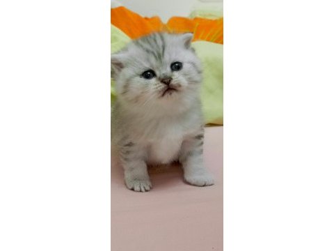 Scottish fold yavru kedimiz