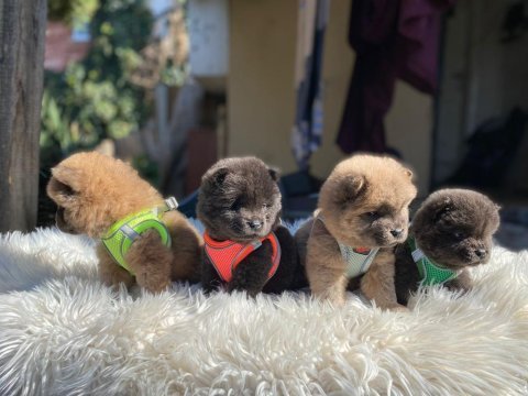 Tosuncuk dişi erkek chow chow yavrular