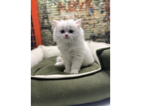 British longhair güzelliği @petclubadanaa