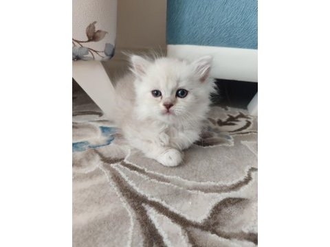 2 aylık british longhair yuvasını arıyor