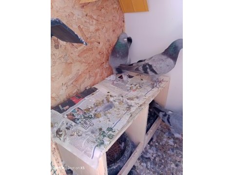 Uygun fiyat toplu güvercin