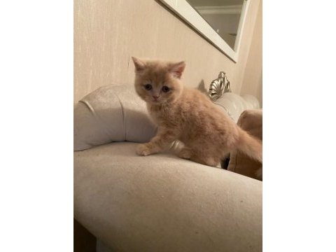2 aylık orjinal british shorthair yavrularımız