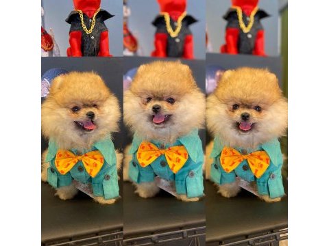 Yavru köpeğimiz pomeranian boo
