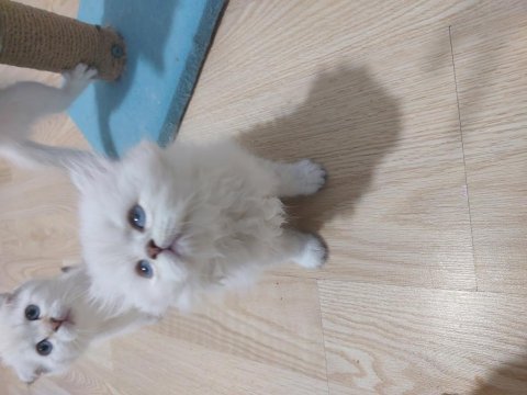 British longhair paşam hazır