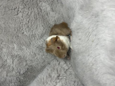 Mükemmel renk ginepig bebeklerimiz