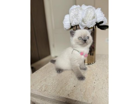 Safkan bluepoint british shorthair yavrular