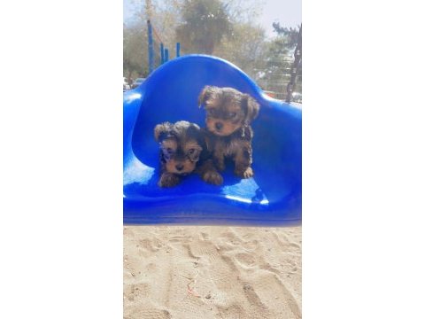 Bakmadan geçme sıfır beden yorkshire terrier
