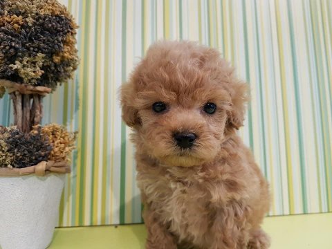 F2 maltipoo yavruları