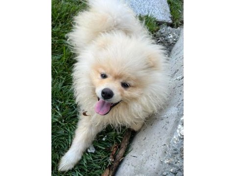 Meraklısına pomeranian boo