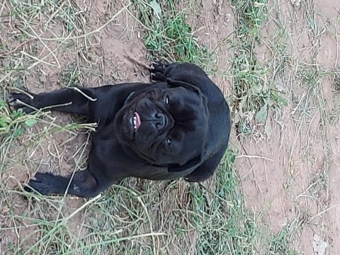 2 yaşında erkek pug